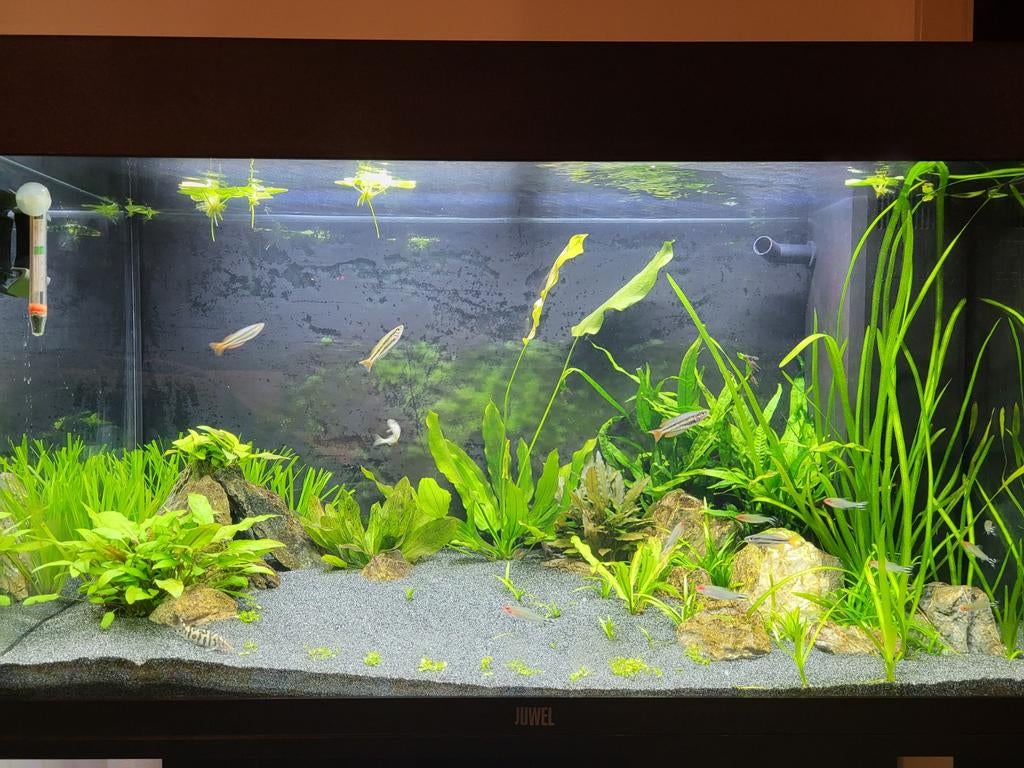 Juwel Rio 125 + Extreem zuinige en stille filter !, Dieren en Toebehoren, Vissen | Aquaria en Toebehoren, Ophalen, Filter, Juwel