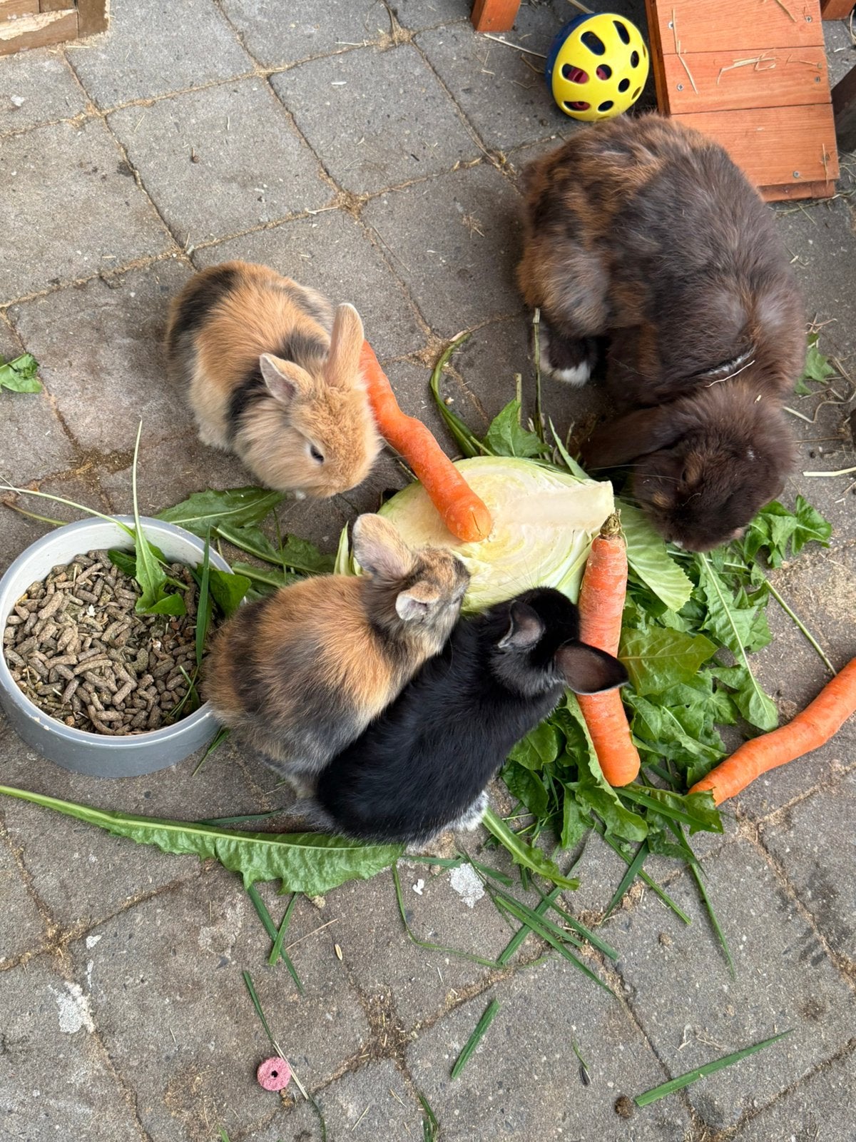 Konijntjes, Dieren en Toebehoren, Meerdere dieren, Middelgroot, Hangoor, 0 tot 2 jaar