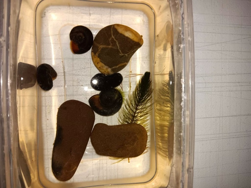 Escargots d'eau 4 pièces, Animaux & Accessoires, Escargot ou Mollusque, Poisson d'eau douce
