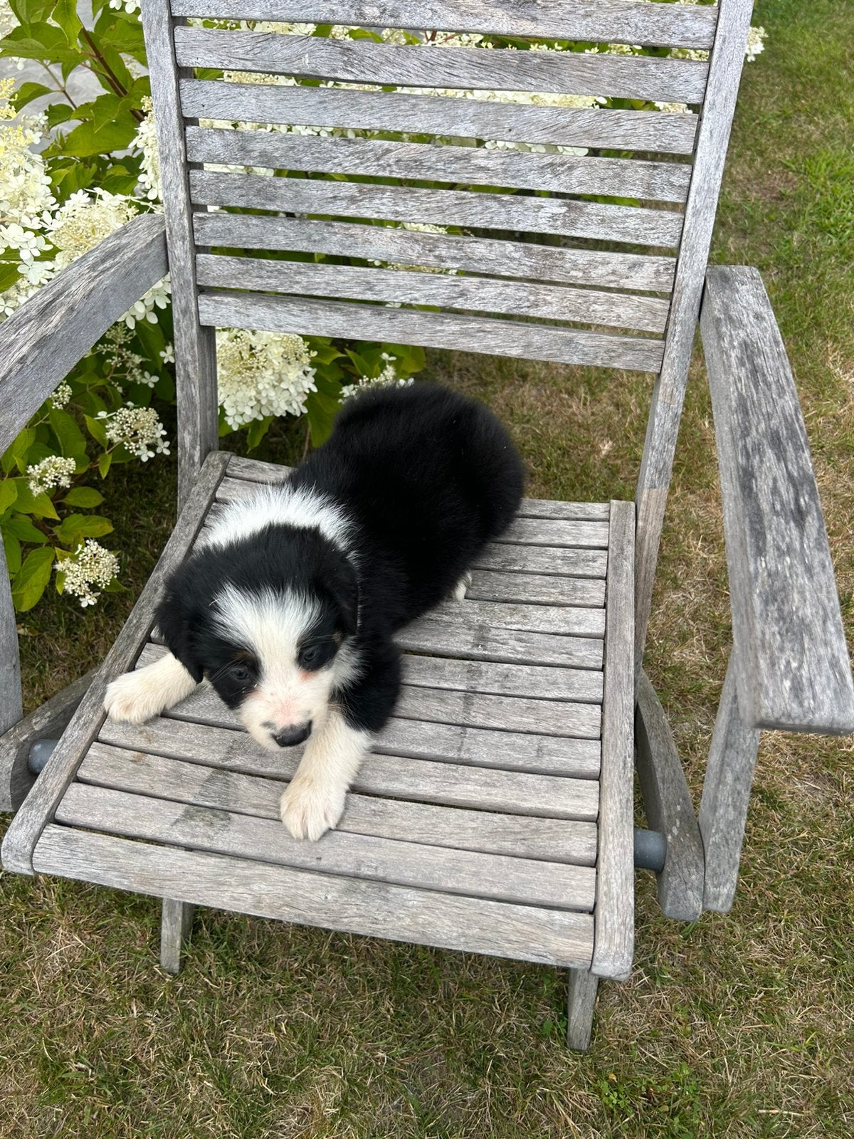 Chiots Border Collie, Maladie de Carré (chiens), 8 à 15 semaines, Colley, Plusieurs