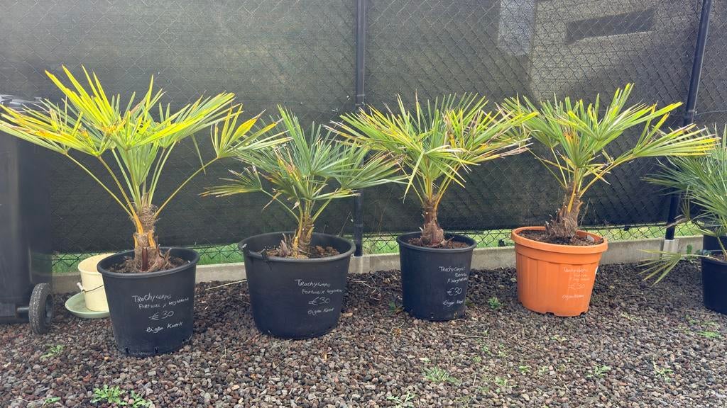 Winterharde palmboom - Trachycarpus fortunei x wagnerianus, Tuin en Terras, Ophalen