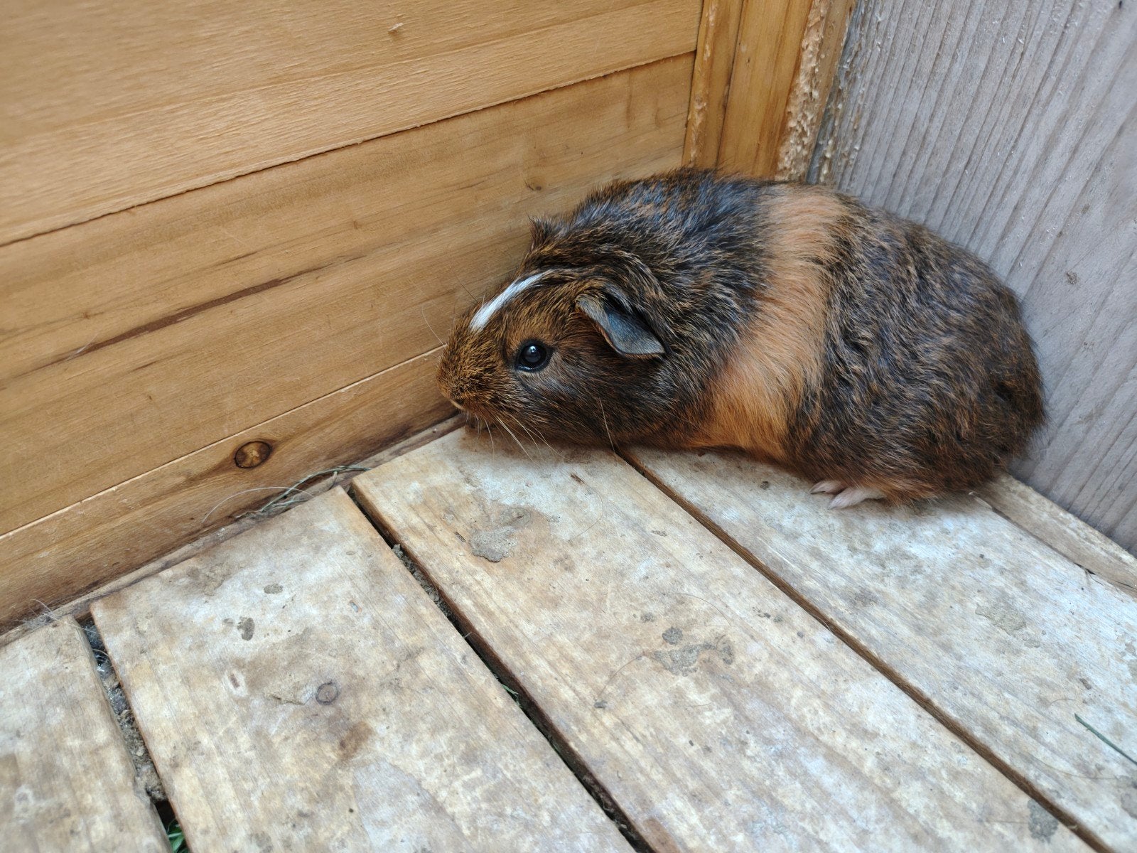 cavia, Enlèvement