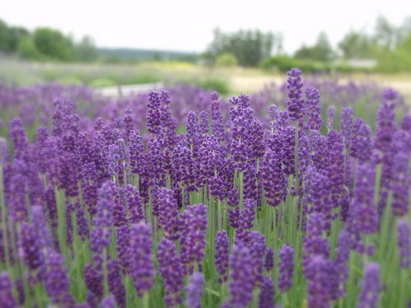 Alle tuinplanten te koop – Welke zoekt u? Vraag maar!, Ophalen, Bodembedekkers