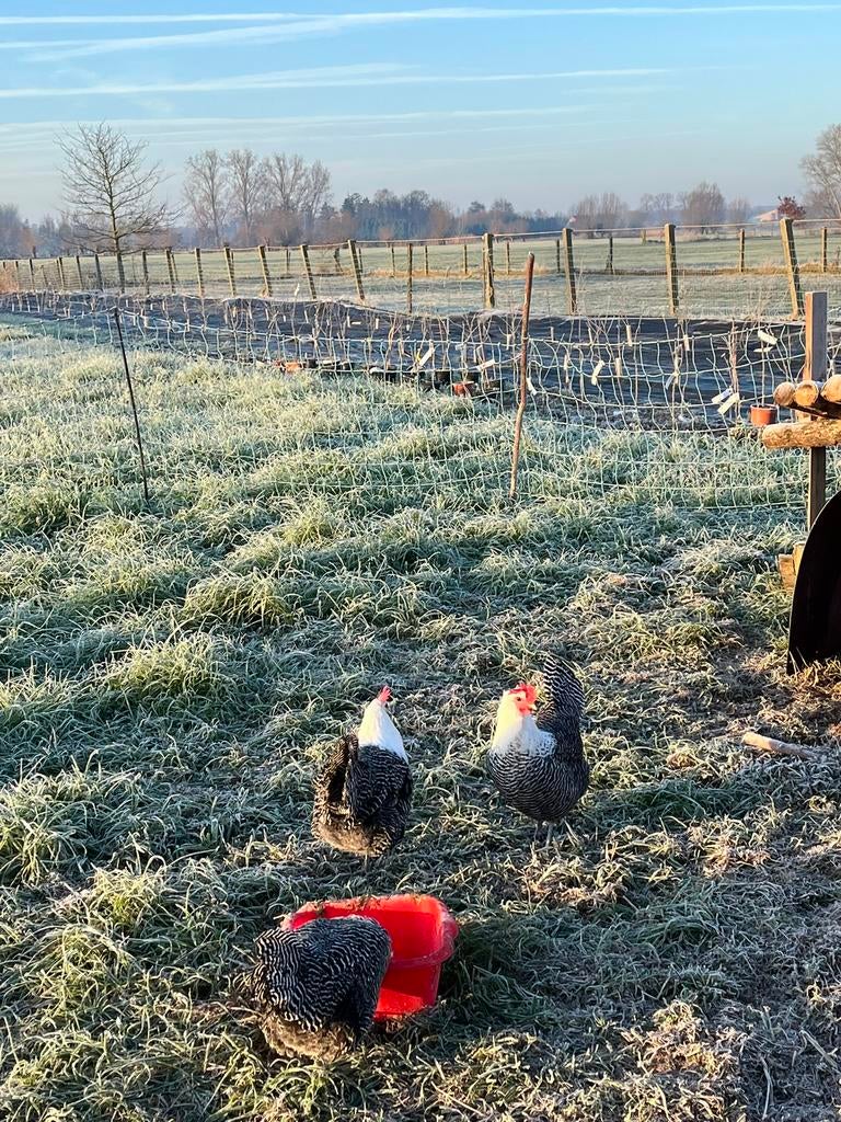 Broedeieren Zilverbrakel - raszuiver, Dieren en Toebehoren, Maart, Geslacht onbekend