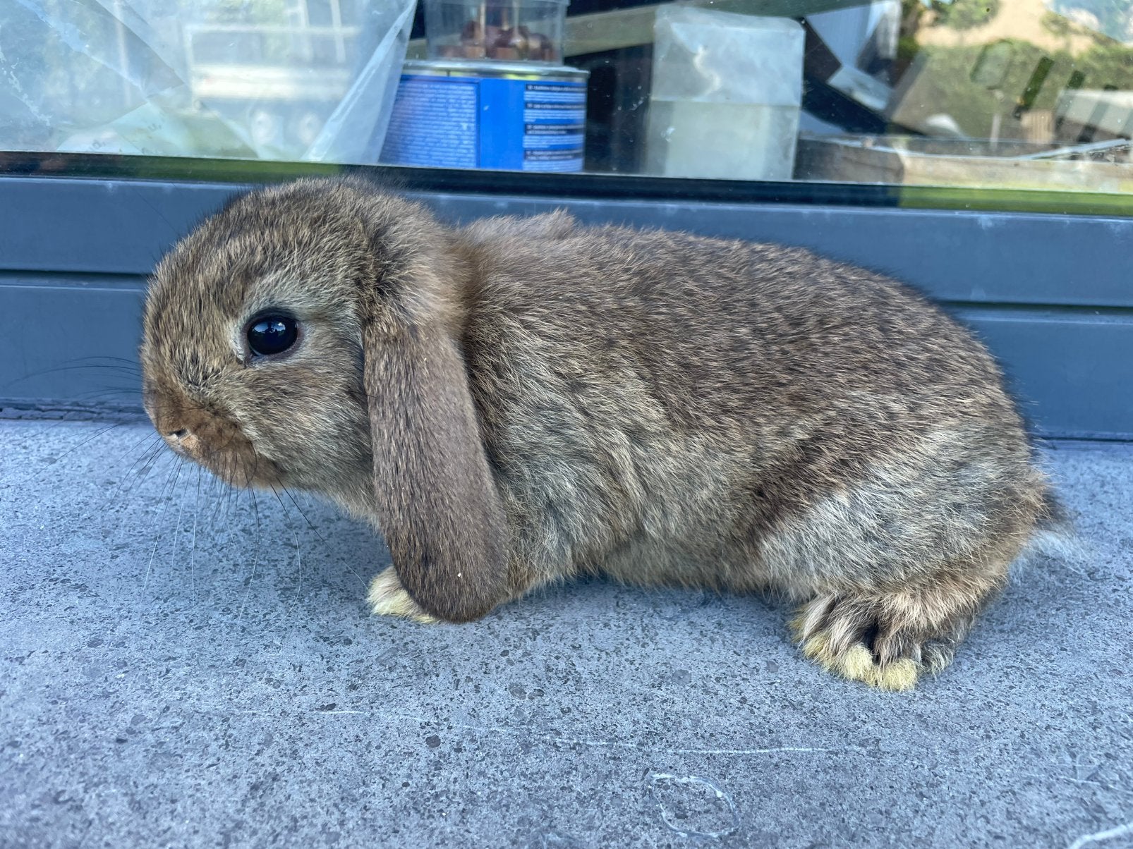 Minilop konijntje, Dieren en Toebehoren, Konijnen