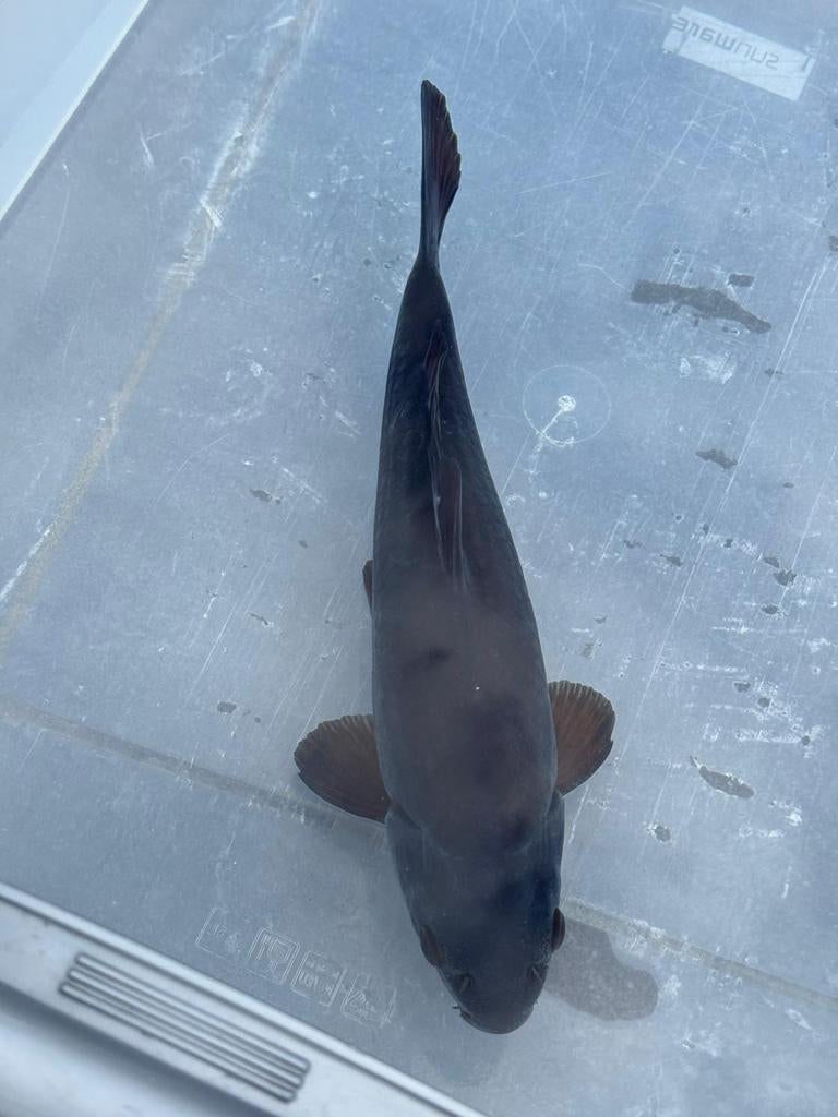 Prachtige Karasugoi Tosai.