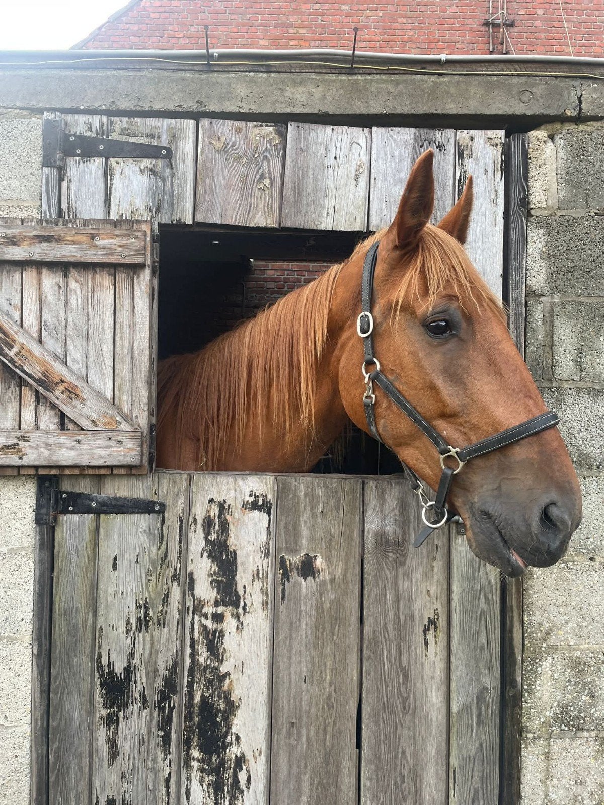 5 jarige draver ruin, recreatiepaard, Hongre, Cheval de récréation