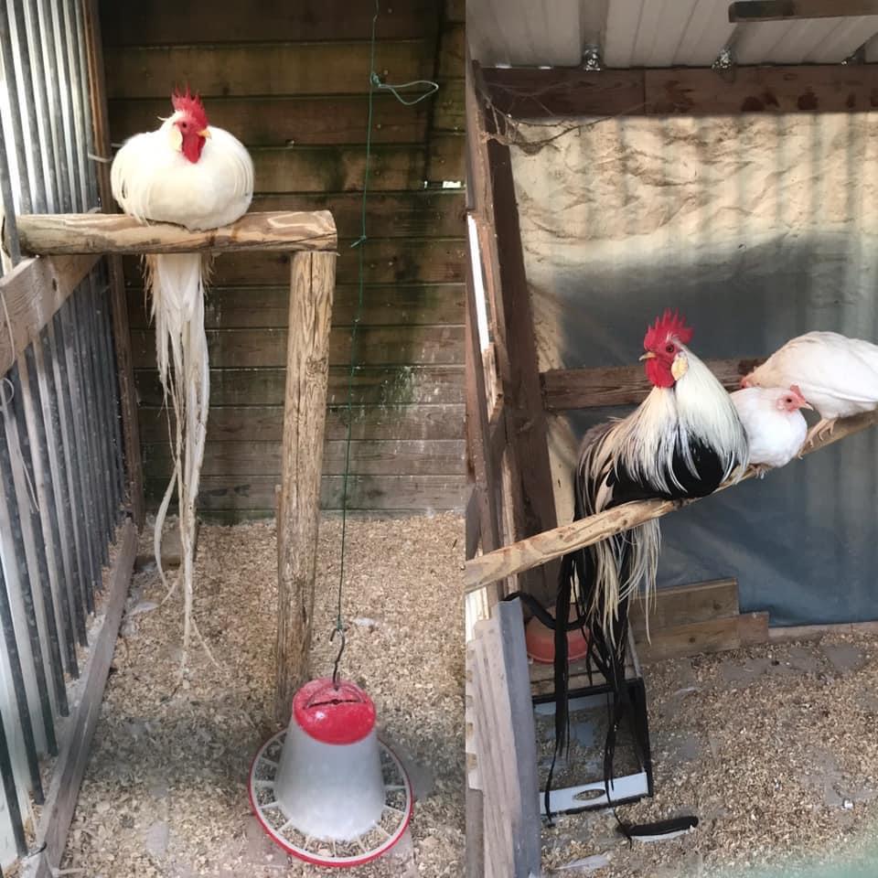 Onagadori, Dieren en Toebehoren, Pluimvee, Meerdere dieren, Kip