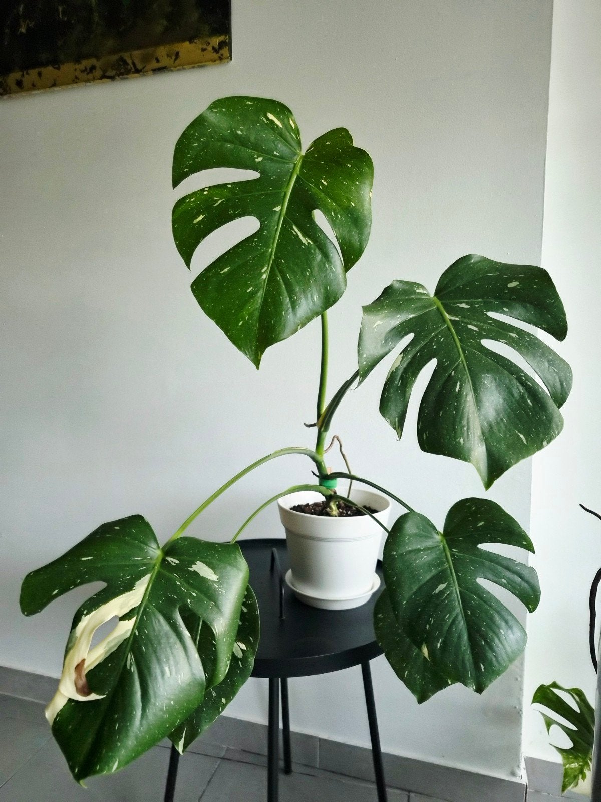 Monstera Thai'con, Autres espèces, En pot, Moins de 100 cm, Enlèvement