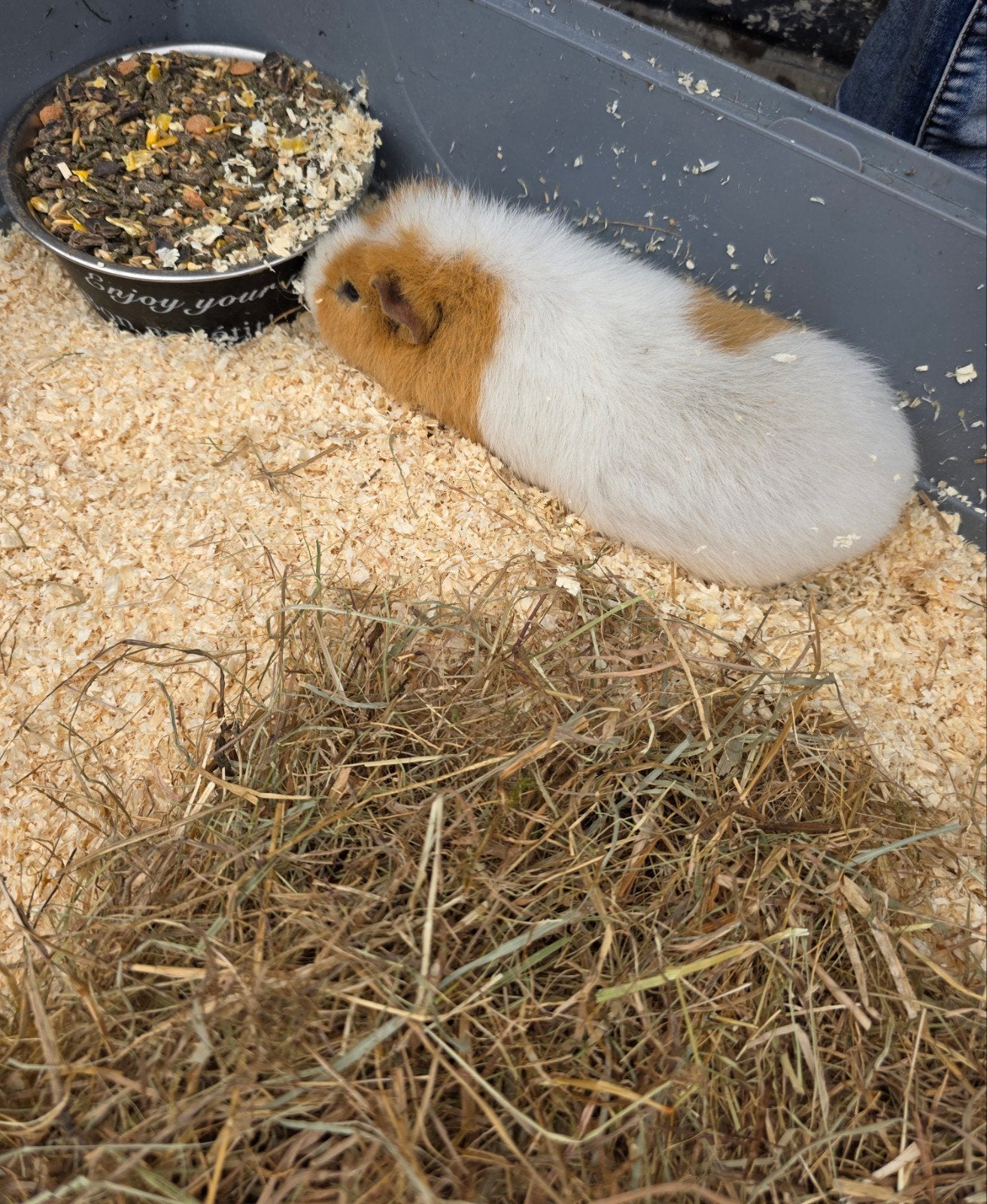 2 volwassen cavia's van 1 jaar te koop + kooi, Cavia, Mannelijk, Tam, September