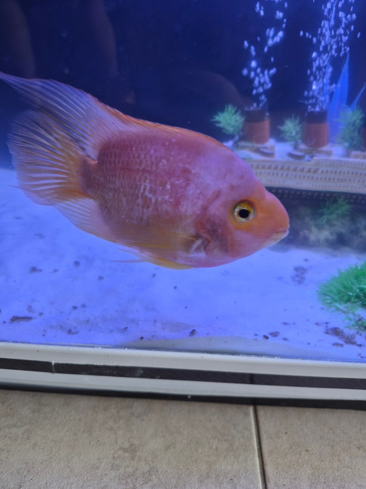 papigaie vis, Dieren en Toebehoren, Vissen | Aquariumvissen, Vis