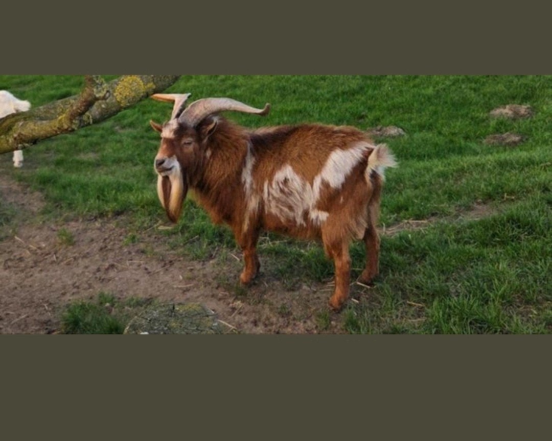 Te huur/koop abrikoos camel dwerggeitbok dekbok, Dieren en Toebehoren, Geit