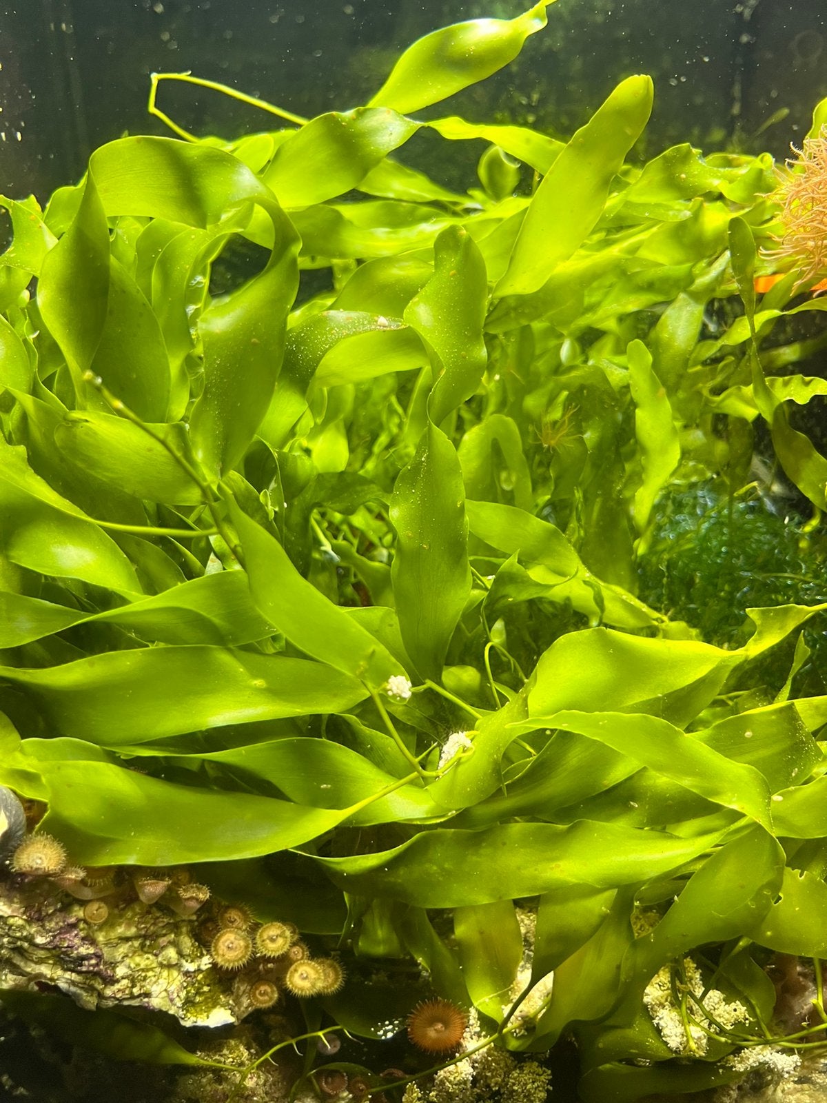 Caulerpa macroalg – mooie volle porties zee aquarium, Animaux & Accessoires, Poissons | Poissons d'aquarium