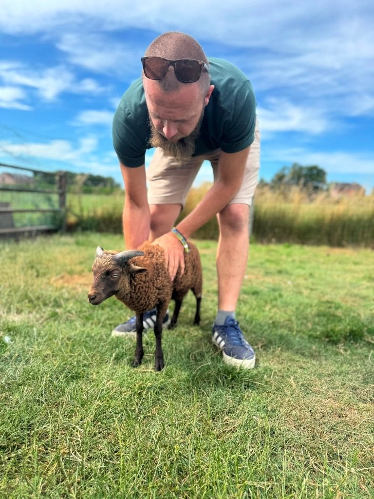 Ouessant ramlam, Dieren en Toebehoren, Mannelijk, Schaap, 0 tot 2 jaar