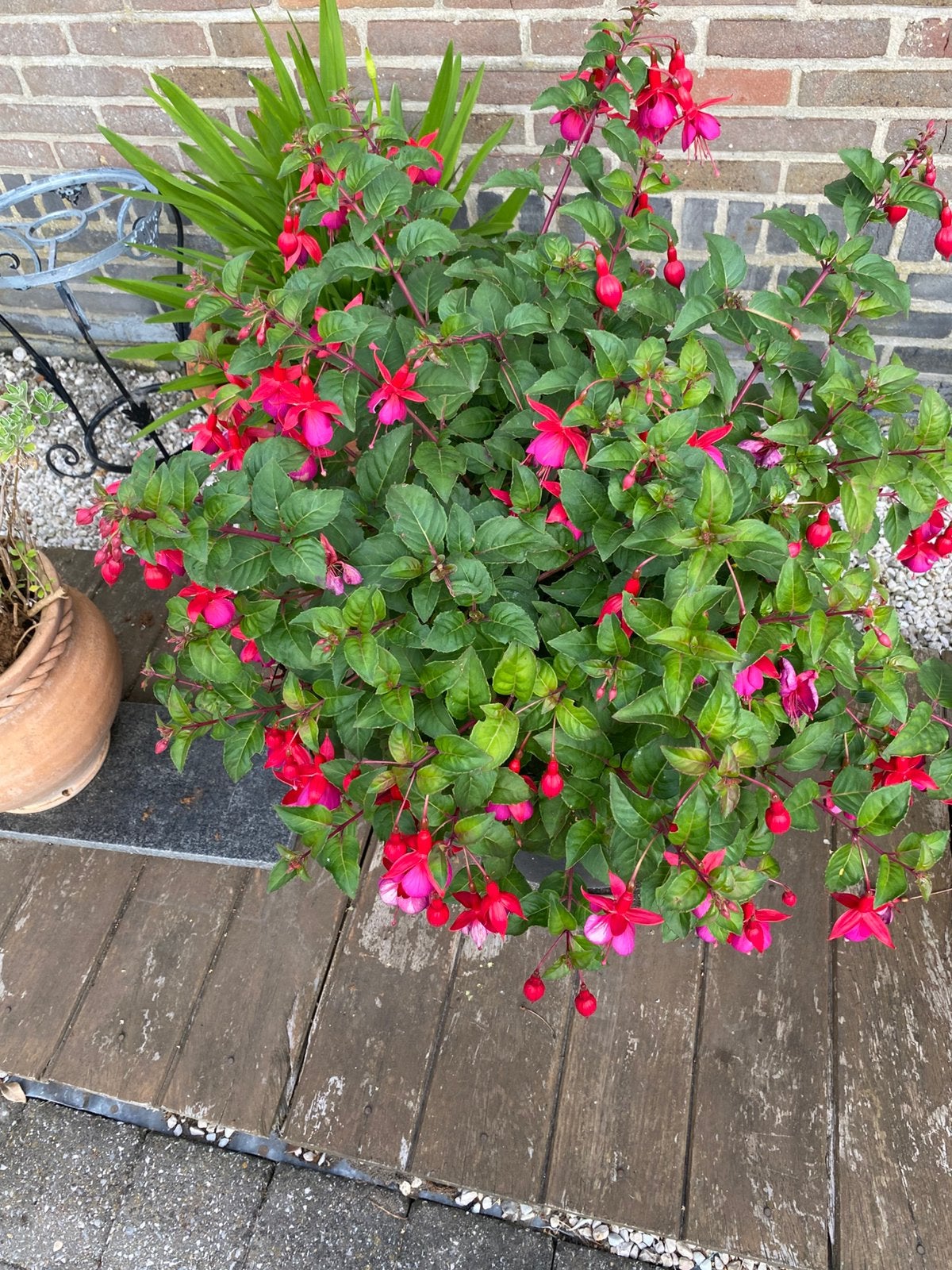 tuinplanten dakterras, Tuin en Terras, Ophalen, Zomer, Vaste plant, Halfschaduw