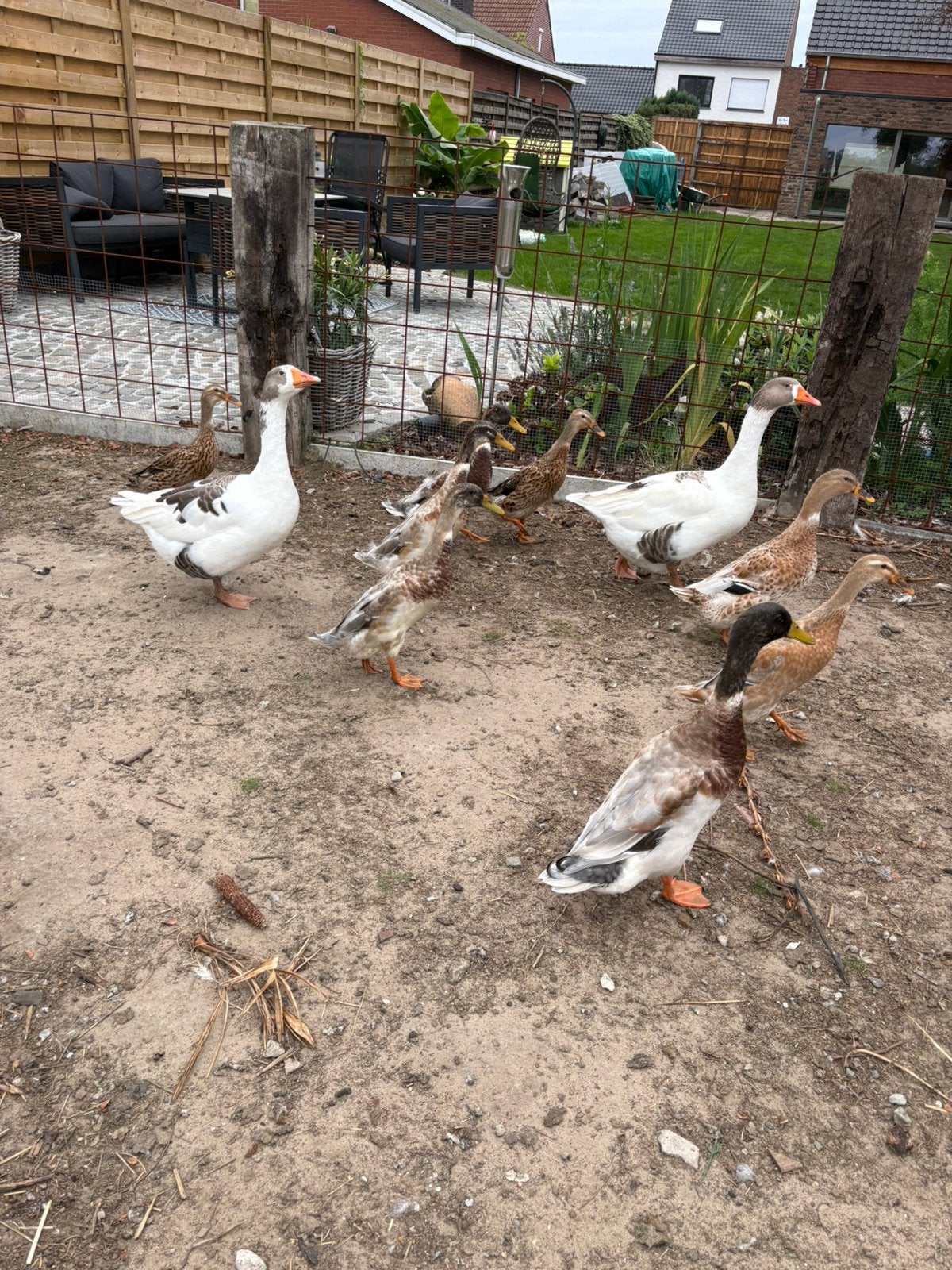 Indische loopeendjes, Dieren en Toebehoren, Pluimvee
