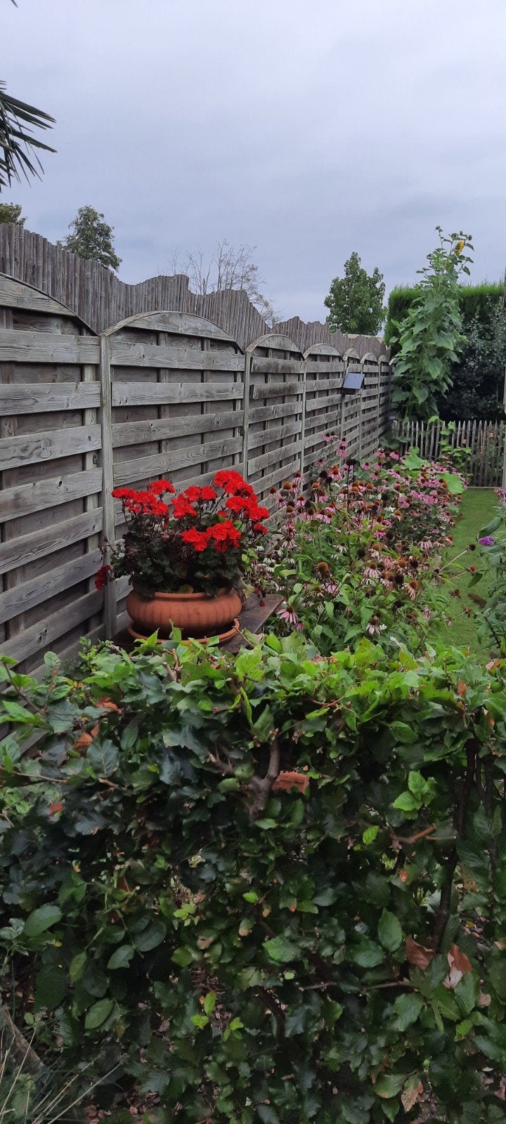 houten schutting, Ophalen, 6 meter of meer, Hout, 1 tot 2 meter