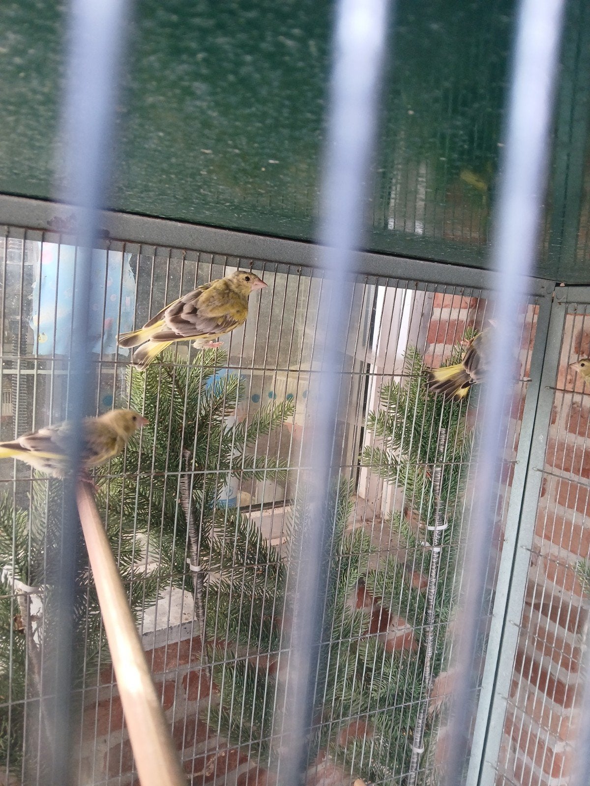 groenling agaat, Dieren en Toebehoren, Wildzangvogel