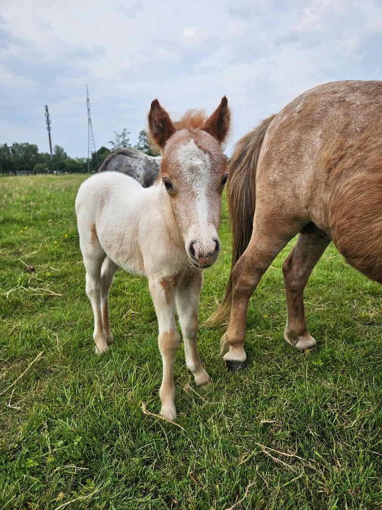 2 zeer mooie hengstveulens, Animaux & Accessoires, Poneys, Étalon, Poney A (jusqu'à 1.17 m), 0 à 2 ans, Avec puce électronique