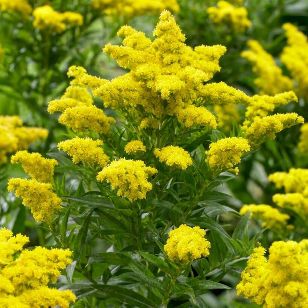 Solidago goldkind, Ophalen, Voorjaar, Volle zon