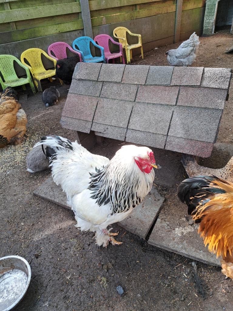 Brahma kippen