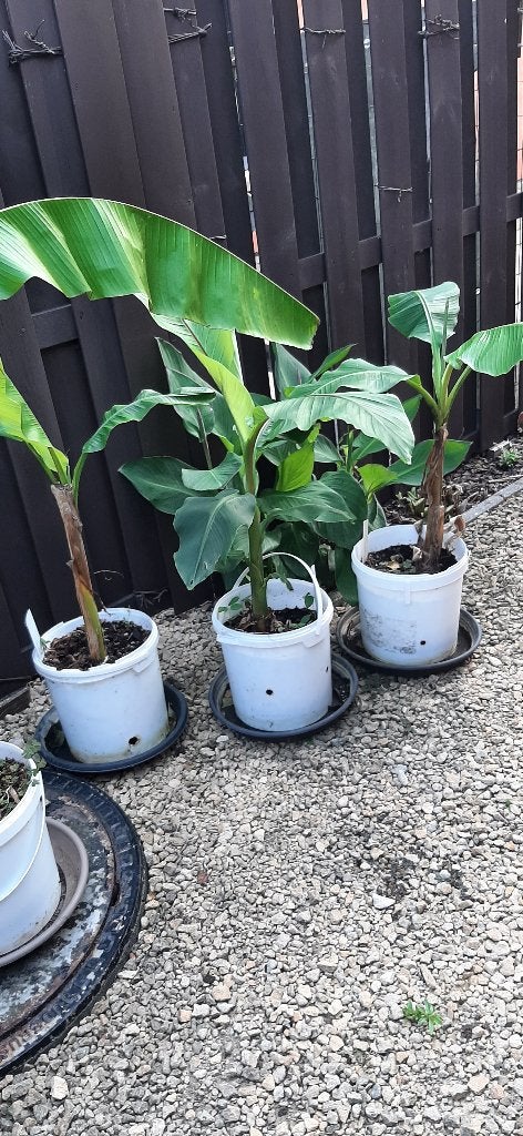 bananenplanten te koop en andere exoten stopzetting hobby, Ophalen