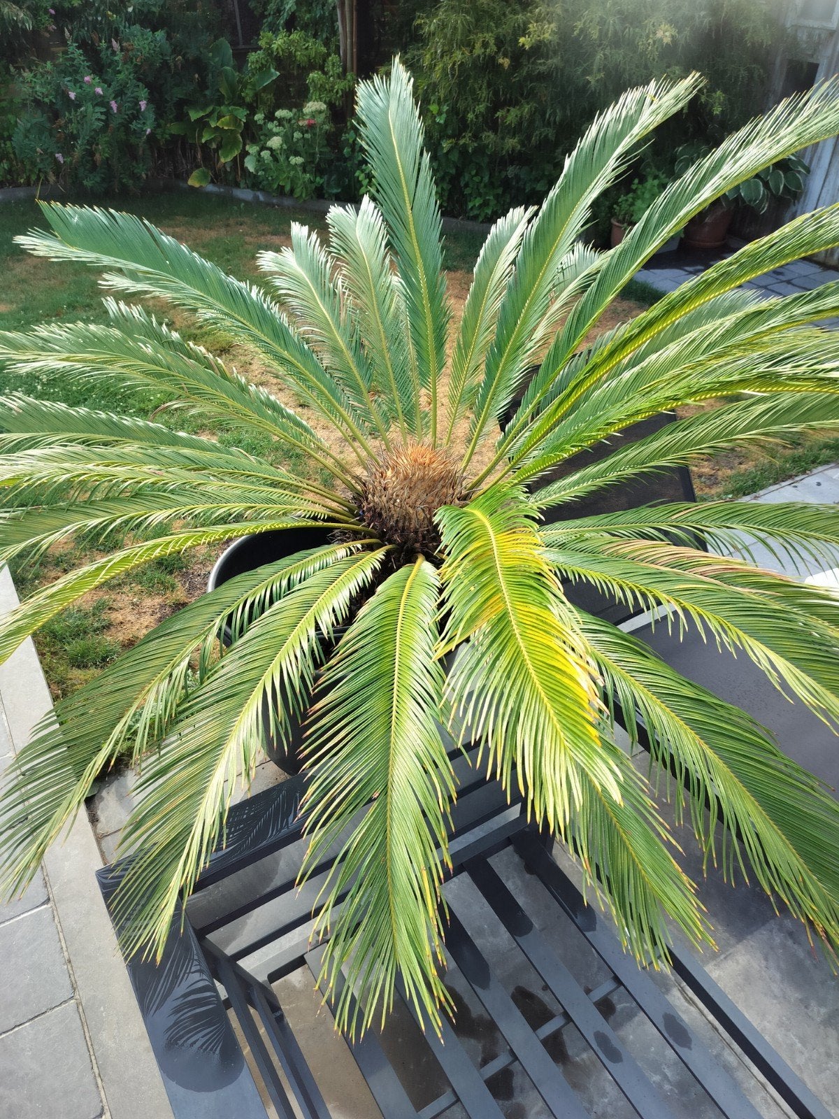 cycas revolutie/ vredespalm, Jardin & Terrasse, Plantes | Jardin, Enlèvement