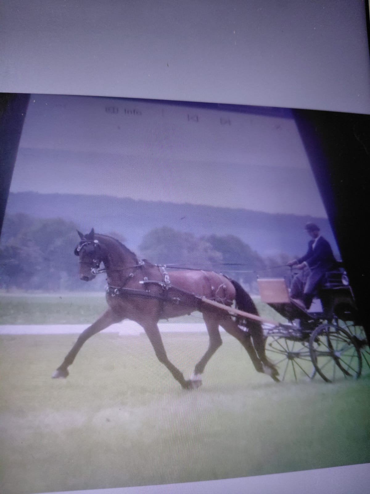 Menpaard, Hongre