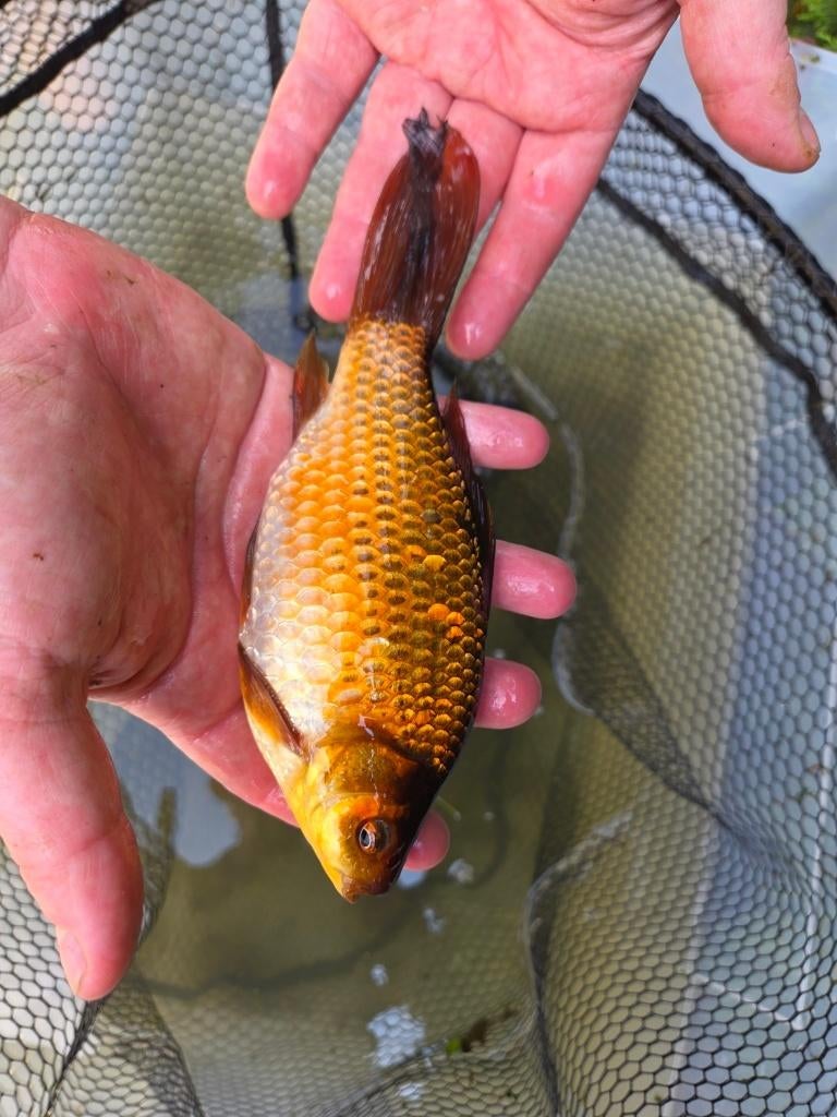 Mooie goudvis 20 cm - eigen kweek, Animaux & Accessoires, Poissons | Poissons d'étang, Poisson(s) rouge(s)