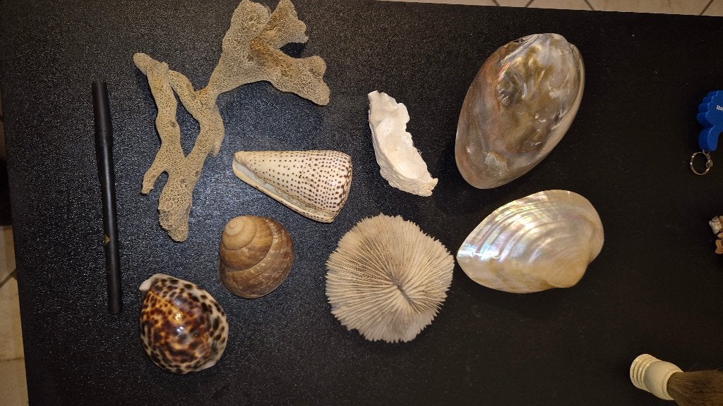 Des coquillages, une éponge et un morceau de corail., Enlèvement ou Envoi, Utilisé, Autres, Autres types