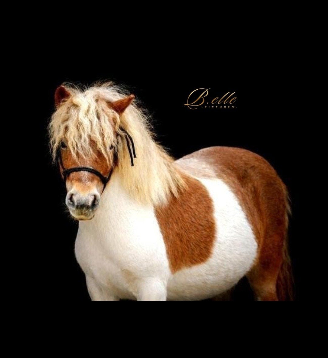Verzorgerpony halve stal aangeboden NINOVE, Minder dan 160 cm, Zadelmak, 3 tot 6 jaar, Recreatiepaard