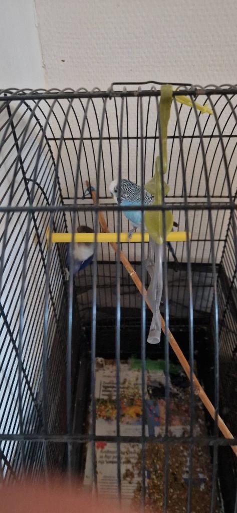 Duo d'oiseaux (Perruche & Inséparable) + Cage équipée, Plusieurs animaux, Perruche