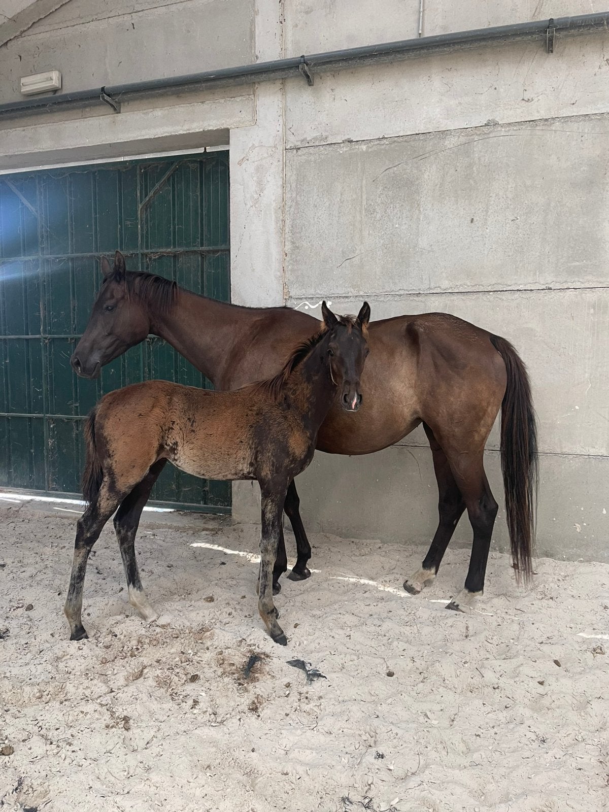 Prachtig KWPN hengstenveulen, Dieren en Toebehoren, Met stamboom, Niet van toepassing, Dressuurpaard, 0 tot 2 jaar
