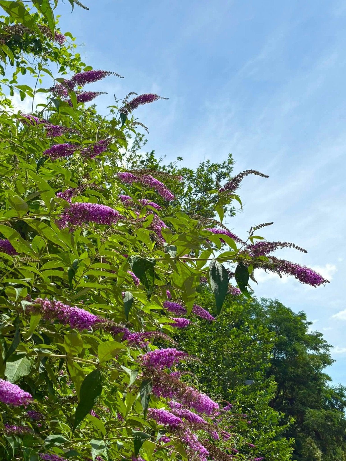 Arbre à papillons, Tuin en Terras, Bloembollen en Zaden, Ophalen