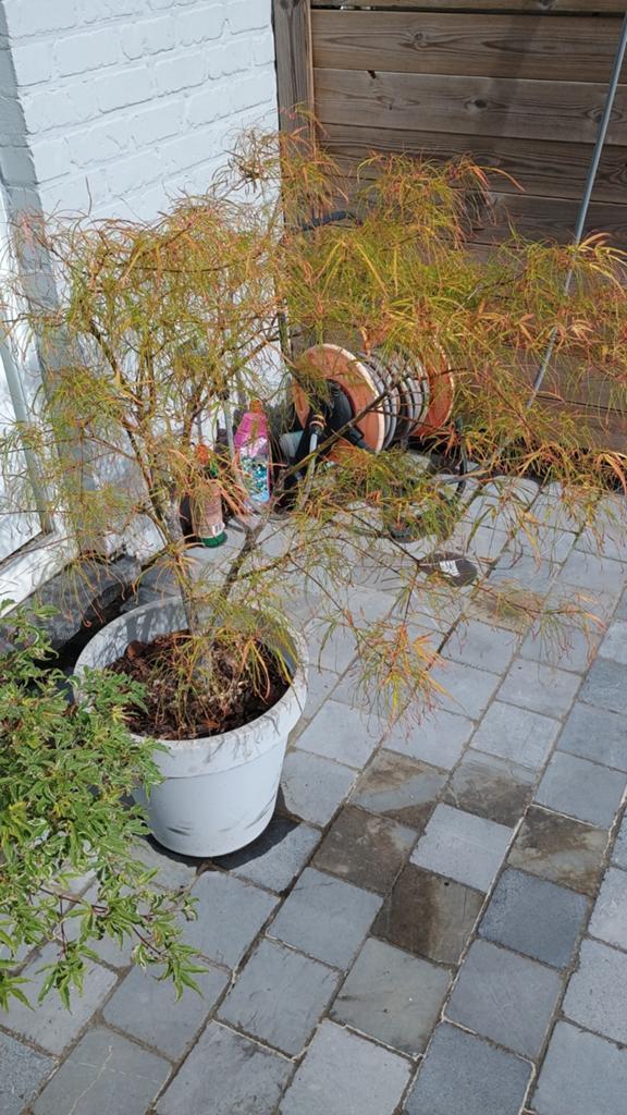 Érable du Japon Emerald Lace, Jardin & Terrasse