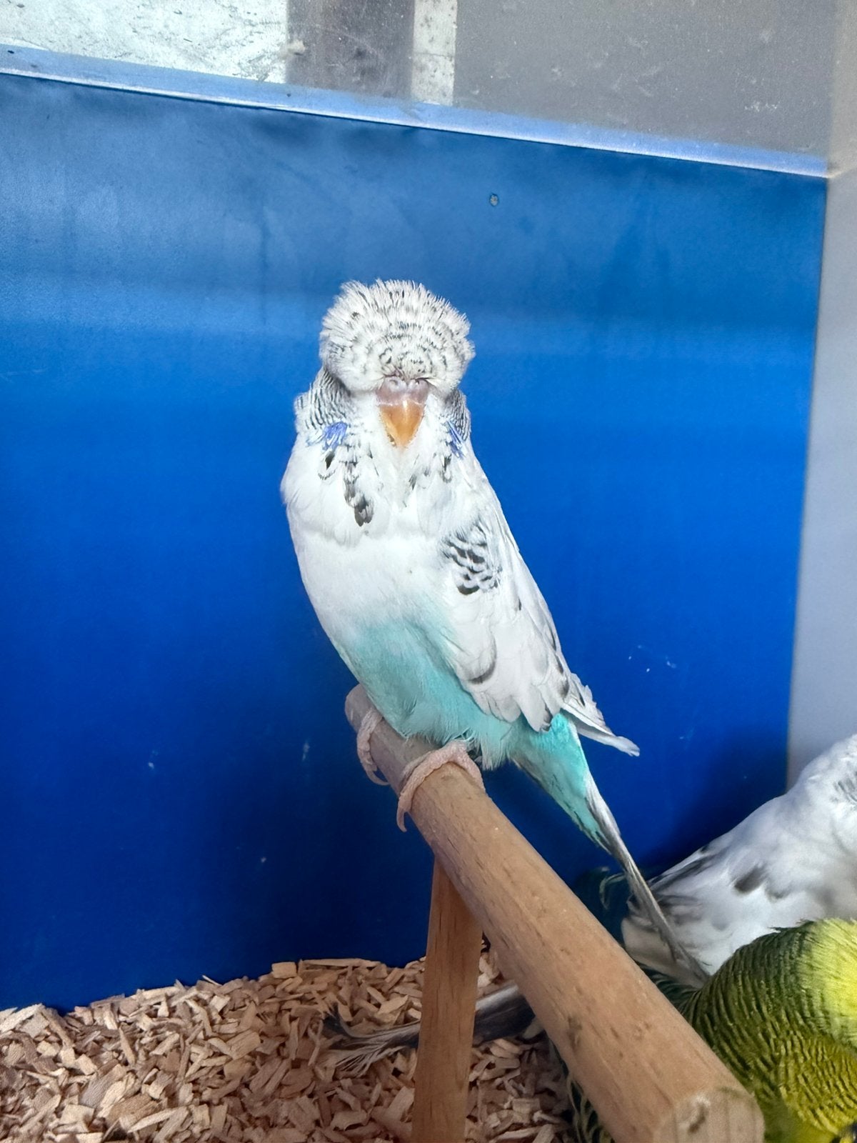 Ressensief bonte engelse grasparkieten super vogels, Dieren en Toebehoren