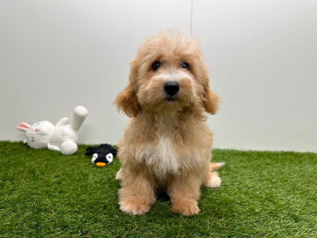 Maltipoo pups, België, 8 tot 15 weken, Parvo, Meerdere