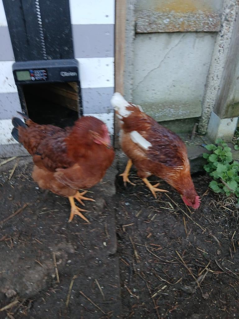 Haan, Dieren en Toebehoren, Pluimvee