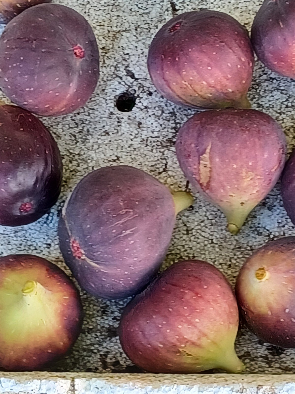 Vente de figues fraîchement cueillies, Jardin & Terrasse, Enlèvement