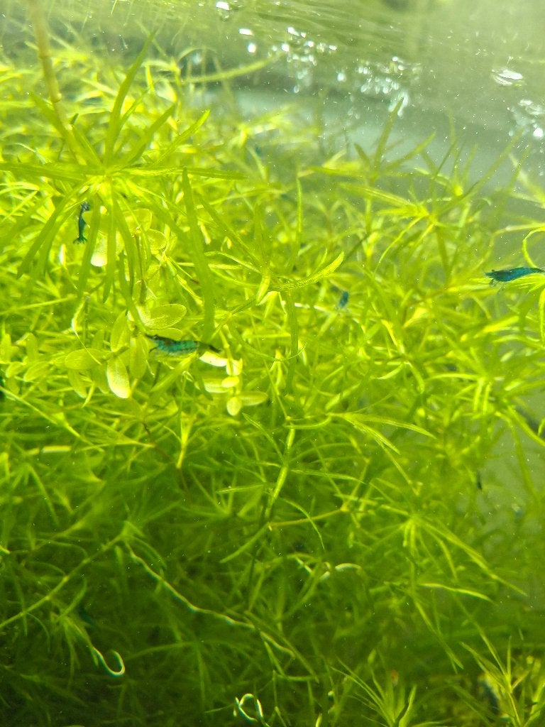 Blue Velvet Garnalen, Dieren en Toebehoren, Kreeft, Krab of Garnaal, Zoetwatervis, Schoolvis