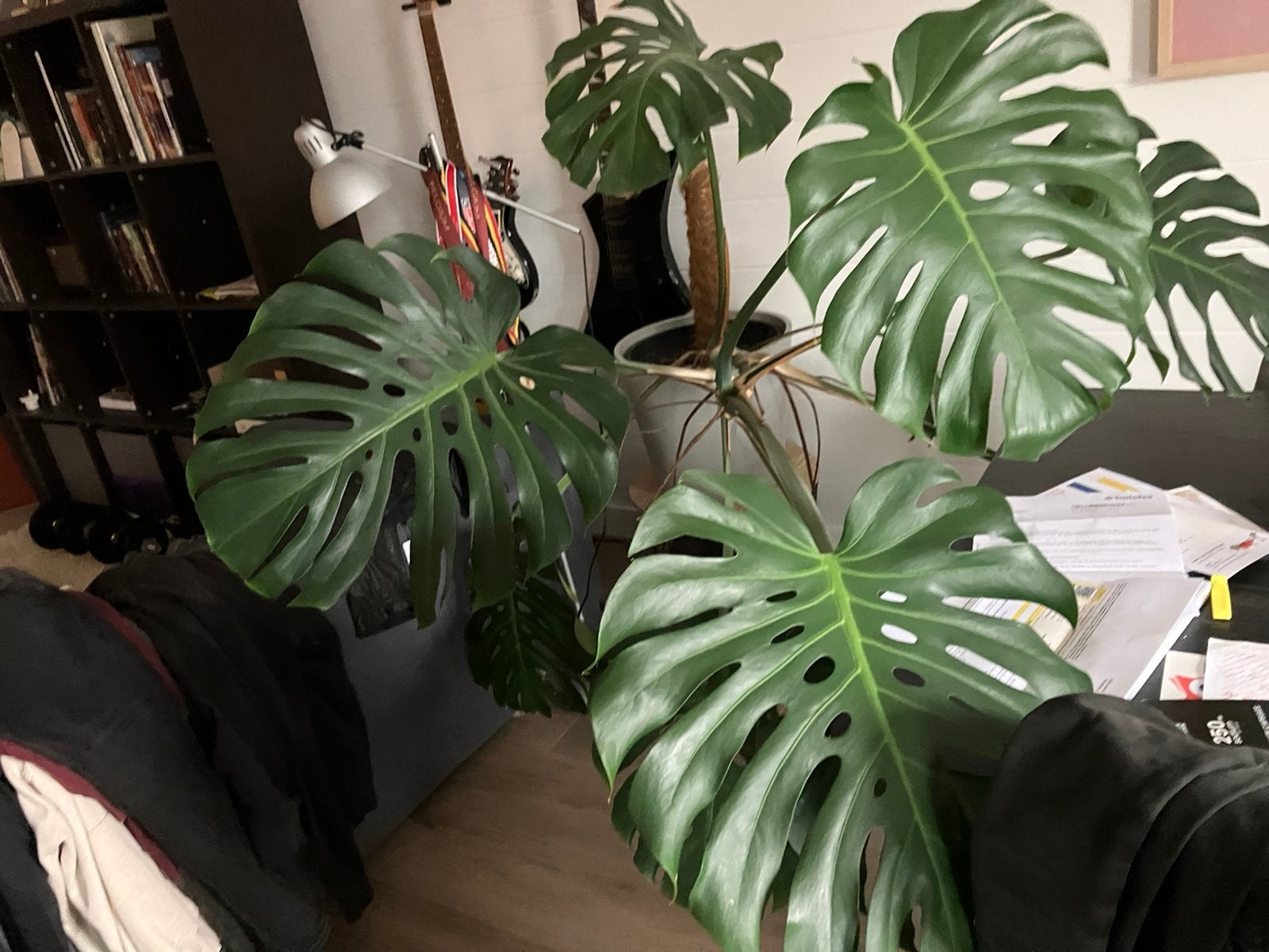 Monstera zonder pot, Ophalen, Overige soorten