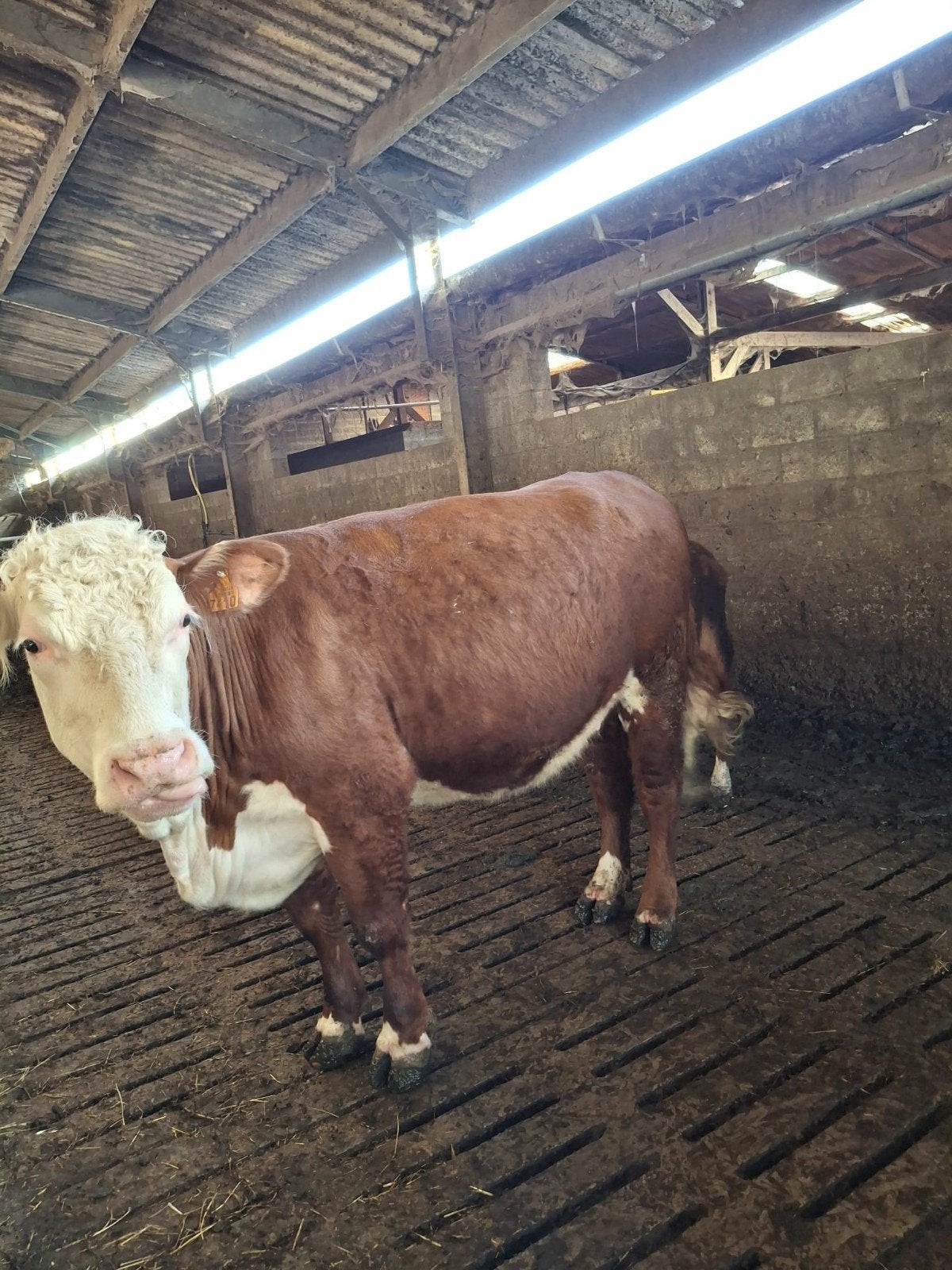 Hereford vaarzen te koop, Dieren en Toebehoren, Runderen