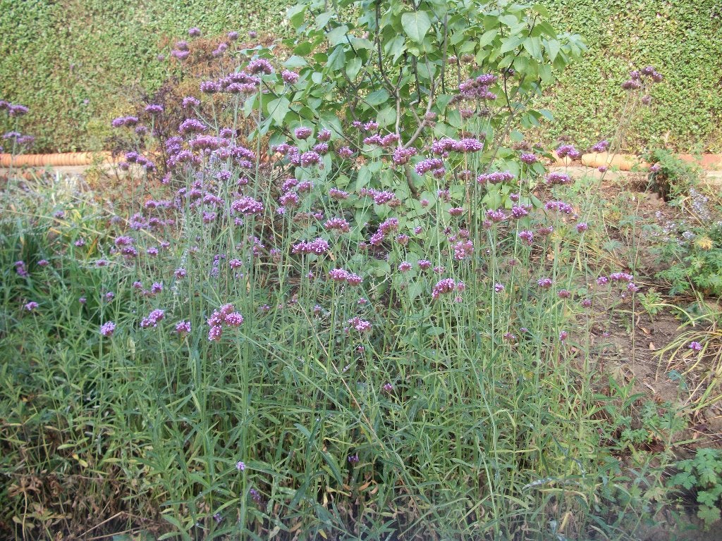 Vaste planten, bomen, struiken, fruitplanten, geraniums, Tuin en Terras, Ophalen, Vaste plant, Overige soorten, Volle zon