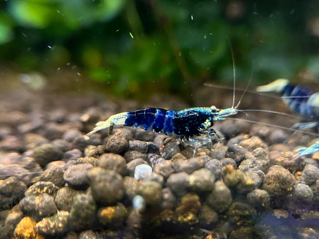 Blue Ocean garnalen high grade, caridina, Dieren en Toebehoren