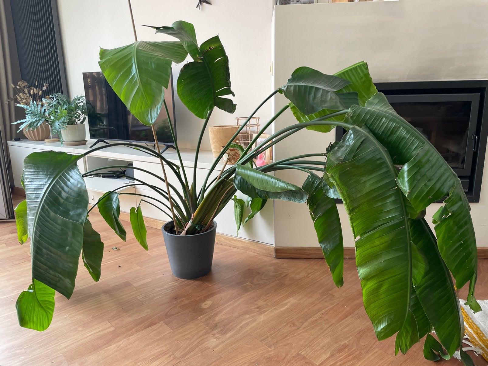 Plante / bananier à donner, Vaste plant, Bloeit niet, Halfschaduw, Ophalen