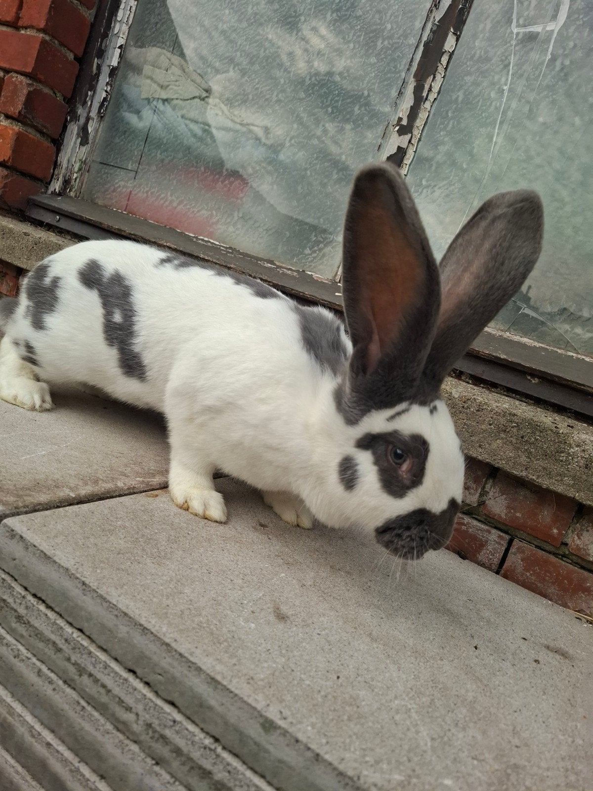 Reuzevlinder moer van 6 maand ( giant papillon), Dieren en Toebehoren, Konijnen