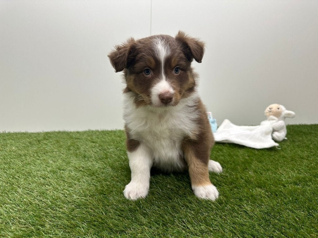 Portée de Chiots Bergers Australiens, Animaux & Accessoires, Plusieurs, Hépatite contagieuse (maladie de Rubarth), Belgique, Berger