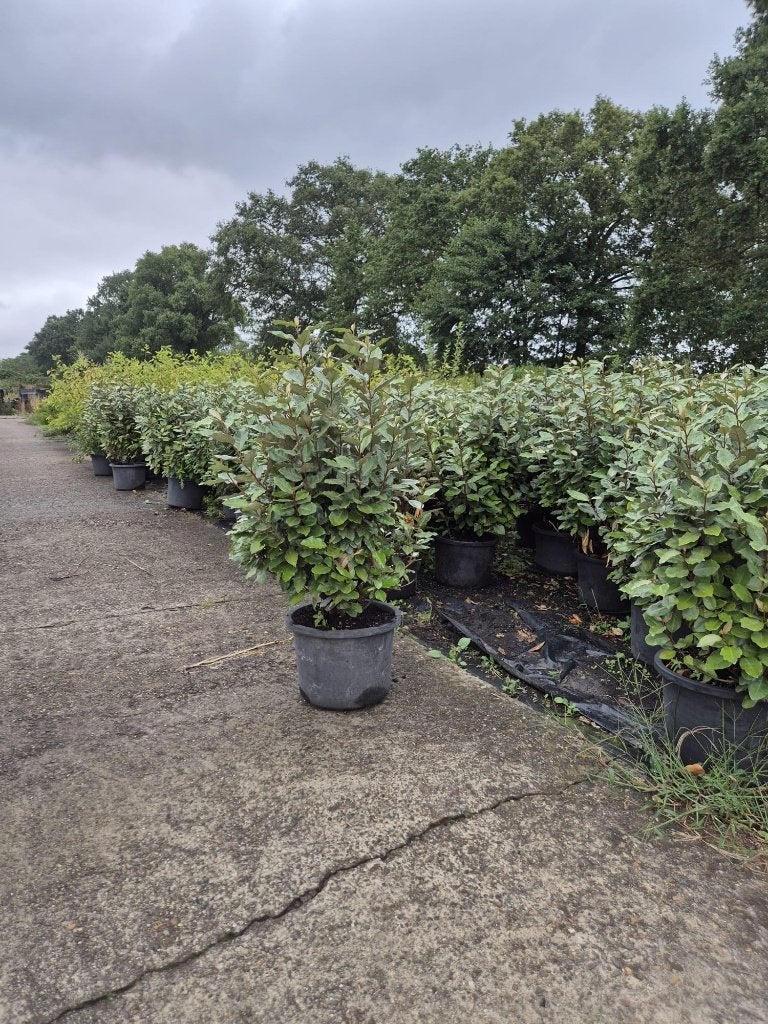 Forse olijfwilg compacta haagplanten, Tuin en Terras, Planten | Struiken en Hagen, Ophalen of Verzenden, Overige soorten, Haag