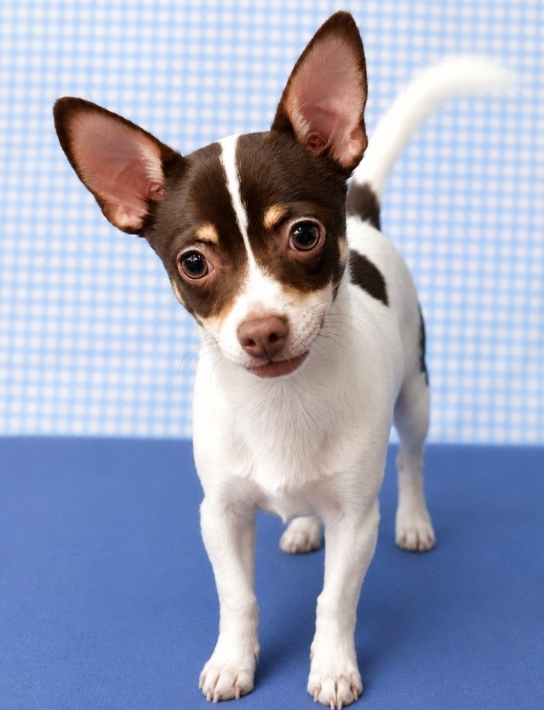 Super leuke Chihuahua pup!, Dieren en Toebehoren, België, 15 weken tot 1 jaar, Reu, CDV (hondenziekte)