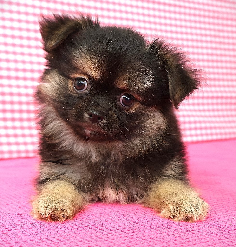 Prachtige kruising Chiahuahua x Keeshond!, 15 weken tot 1 jaar, Buitenland, Teef, Parvo